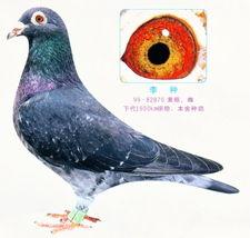 李诞最新爆料信鸽照片,揭秘娱乐圈幕后故事